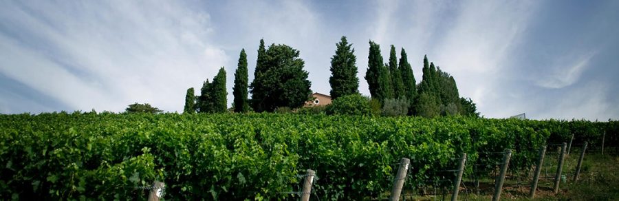 Gastronomicdiff Biserno 