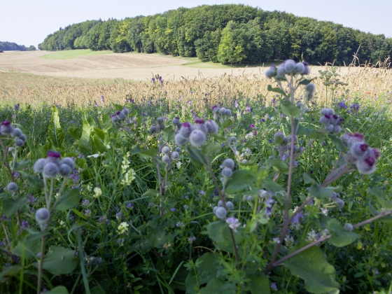 Gastronomicdiff Demeter 