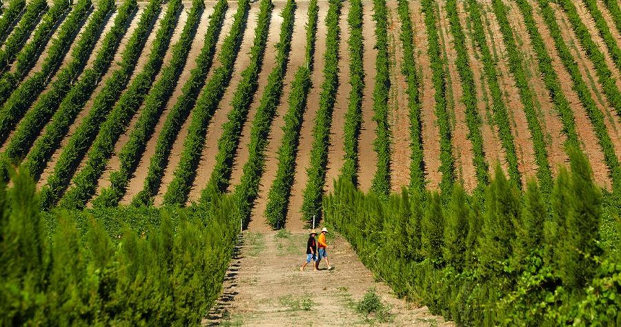 WhatsApp Image 2020 04 24 At 12.03.29 PM (1)