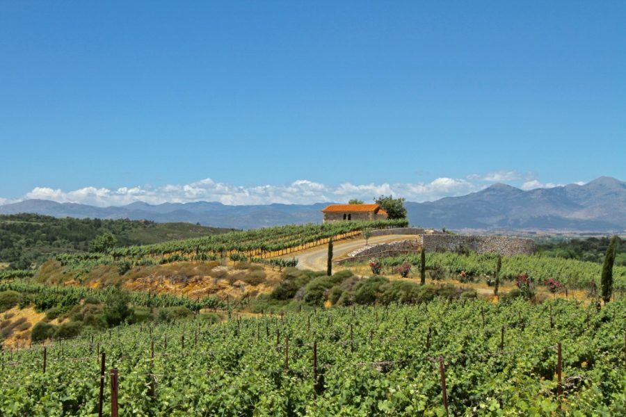 Gastronomicdiff Tselepos Wine 8